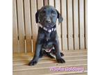 Adopt Woofie Goldberg a Black Labrador Retriever