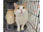 Adopt Misty a Domestic Short Hair