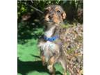 Adopt Tanya a Yorkshire Terrier, Dachshund