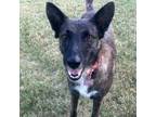 Adopt Monroe2 a Dutch Shepherd