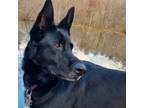 Adopt Yumna a German Shepherd Dog