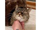 Adopt Ginger in Colorado a Domestic Short Hair