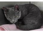 Adopt Audrey a Domestic Short Hair