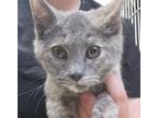 Adopt Amelia a Domestic Short Hair