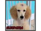 Adopt Cleopatra a Poodle