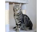 Adopt Tabs a Tabby, Domestic Short Hair