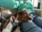 Adopt Ida a Foxhound, Treeing Walker Coonhound