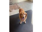 Adopt Amelia a Golden Retriever