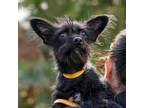 Adopt Tansy a Terrier