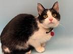 Adopt Missy a Domestic Short Hair