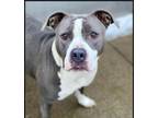 Adopt Rory a American Staffordshire Terrier