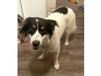 Adopt Valentina a Border Collie