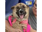 Adopt Quinnie a Mixed Breed