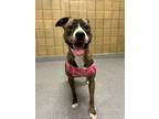 Adopt Queenie a Pit Bull Terrier