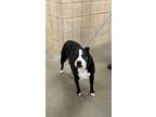 Adopt Jill a Pit Bull Terrier