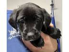 Adopt Vera a Labrador Retriever, Mixed Breed