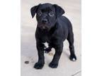 Adopt Velvet a Labrador Retriever, Mixed Breed