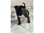 Adopt Hope a Pit Bull Terrier, Mixed Breed