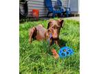 Adopt Tink a Doberman Pinscher