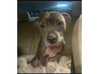 Adopt Maple a Blue Lacy