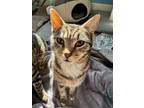 Adopt Honey a Domestic Short Hair