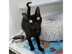 Adopt Sheba a Domestic Short Hair