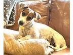 Adopt Fiona a Jack Russell Terrier, Mixed Breed