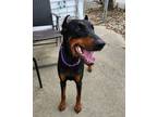 Adopt Stella a Doberman Pinscher