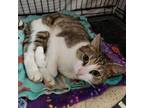 Adopt Suzie Q a Domestic Short Hair