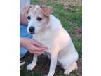 Adopt Ginger a Jack Russell Terrier