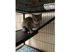 Adopt Freesia a Domestic Short Hair