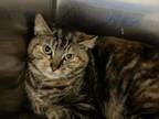 Adopt Effie a Domestic Short Hair