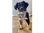 Adopt Gale a Australian Shepherd