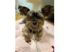 Adopt Happy a Yorkshire Terrier