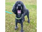 Adopt Jolene 03-2119 a Standard Poodle