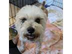 Adopt Bella Marie 03-2120 a West Highland White Terrier / Westie, Schnauzer