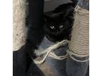 Adopt Lucky a Domestic Short Hair