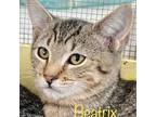 Adopt Beatrix a Domestic Short Hair