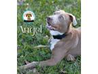Adopt Angel a Hound, Mixed Breed