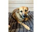 Adopt Coco a Shepherd, Labrador Retriever