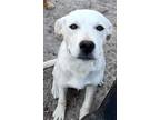 Adopt Snowball a Labrador Retriever, Mixed Breed