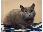 Adopt PRISCILLA a Russian Blue