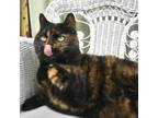 Adopt Monroe Boo 8608 a Domestic Short Hair