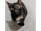 Adopt Miss Common 8484 a Domestic Short Hair