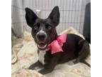 Adopt PAISLEY a Border Collie, Mixed Breed