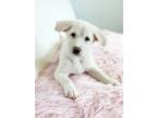 Adopt Brunch Litter - Belgian Waffle a Anatolian Shepherd, White German Shepherd