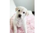 Adopt Brunch Litter - Buttermilk Pancake a Anatolian Shepherd