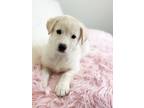 Adopt Brunch Litter - Quiche a Anatolian Shepherd, White German Shepherd