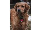 Adopt Daisy (Dog) a Golden Retriever