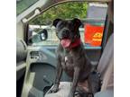 Adopt Black Pearl Luco a Pit Bull Terrier, American Staffordshire Terrier